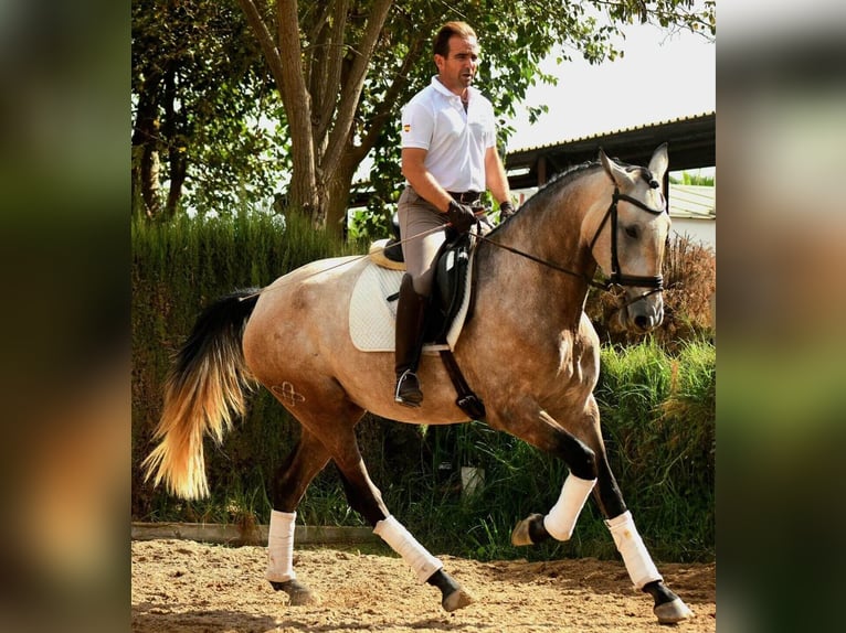 Lusitano Mix Mare 4 years 16.3 hh Grey in SEVILLA