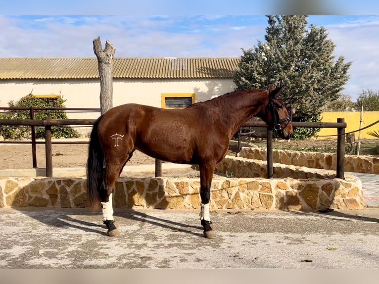 Lusitano Mare 4 years 16 hh Brown in Albacete