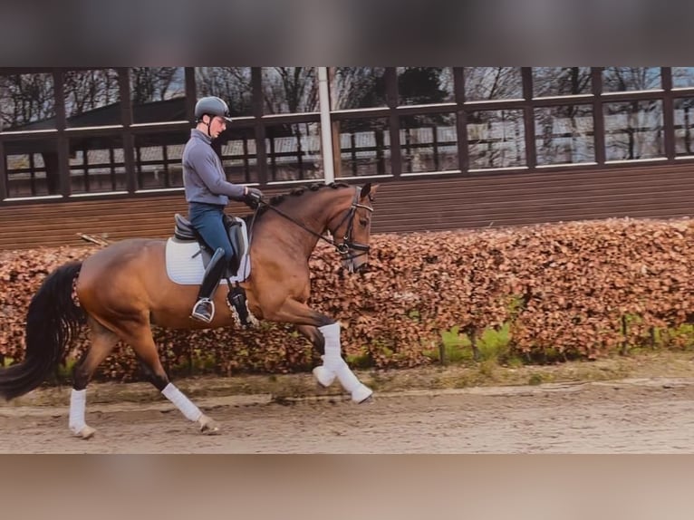 Lusitano Mix Mare 4 years 16 hh Brown in Brinkstrasse 23 Meinersen