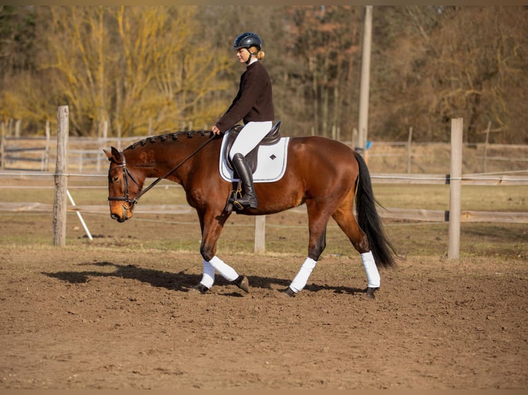 Lusitano Mare 4 years 16 hh Brown in Thyrow