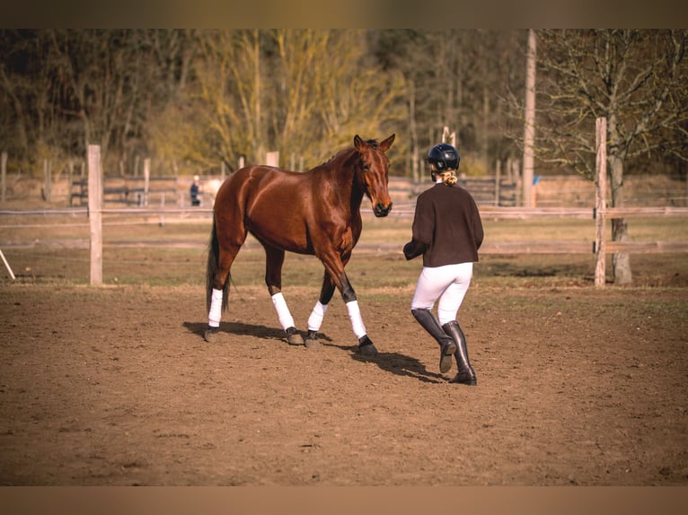 Lusitano Mare 4 years 16 hh Brown in Thyrow