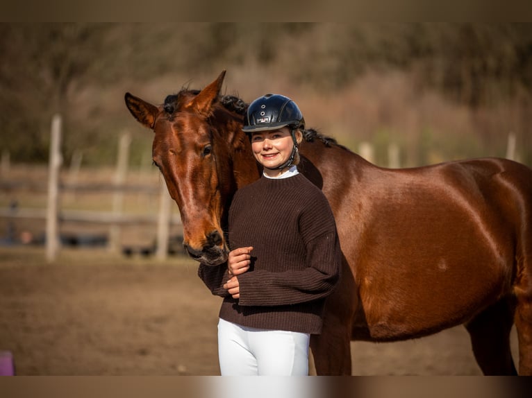 Lusitano Mare 4 years 16 hh Brown in Thyrow