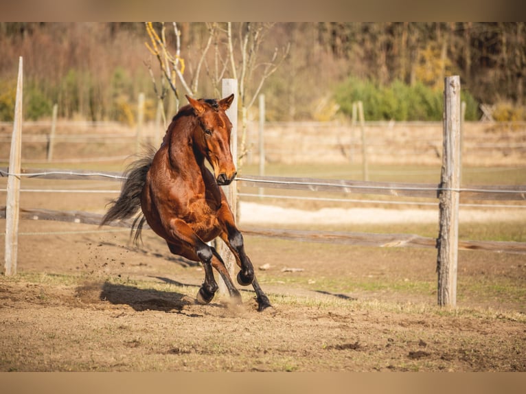 Lusitano Mare 4 years 16 hh Brown in Thyrow