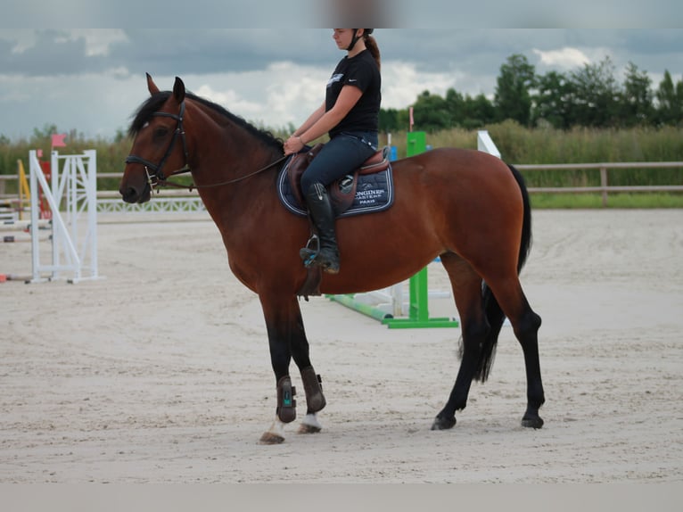 Lusitano Mare 4 years 16 hh Brown in Ferolles Attilly