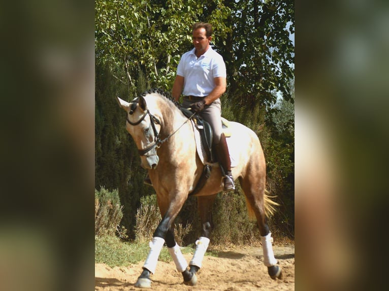 Lusitano Mix Mare 4 years 16,3 hh Grey in SEVILLA