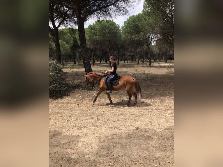 Lusitano Mare 4 years ChestnutRed in Valladolid