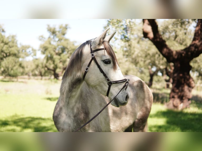 Lusitano Mare 5 years 14.2 hh Can be white in Coruche