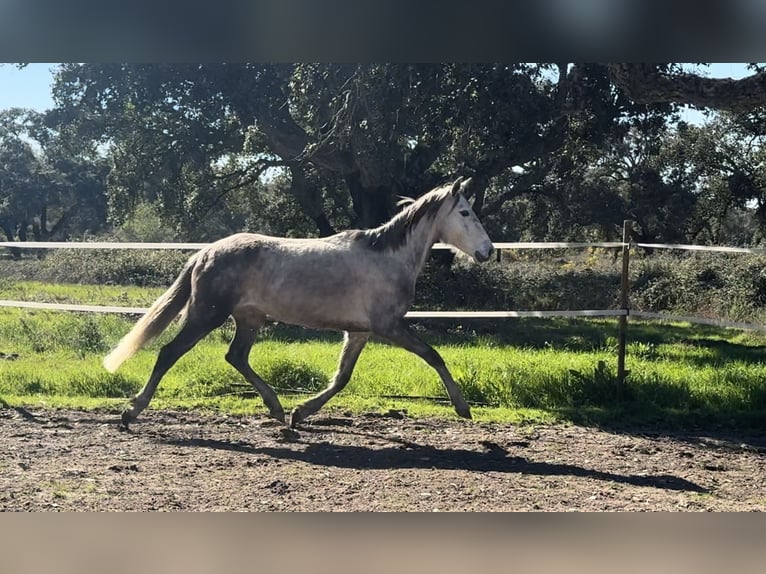 Lusitano Mare 5 years 14.2 hh Can be white in Coruche