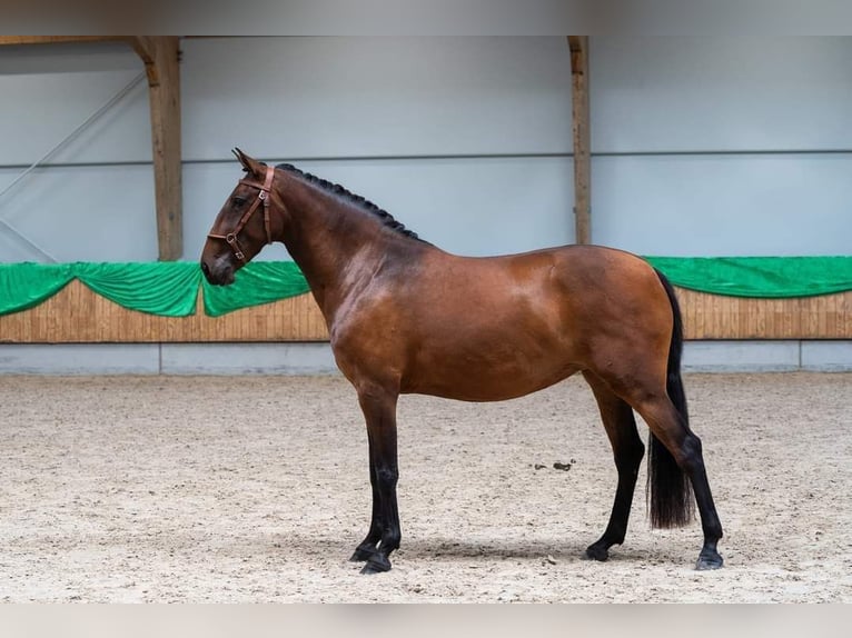 Lusitano Mare 5 years 15,1 hh Brown in Mussel