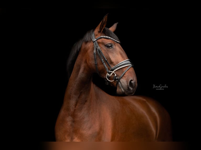 Lusitano Mare 5 years 15,1 hh Brown in Mussel