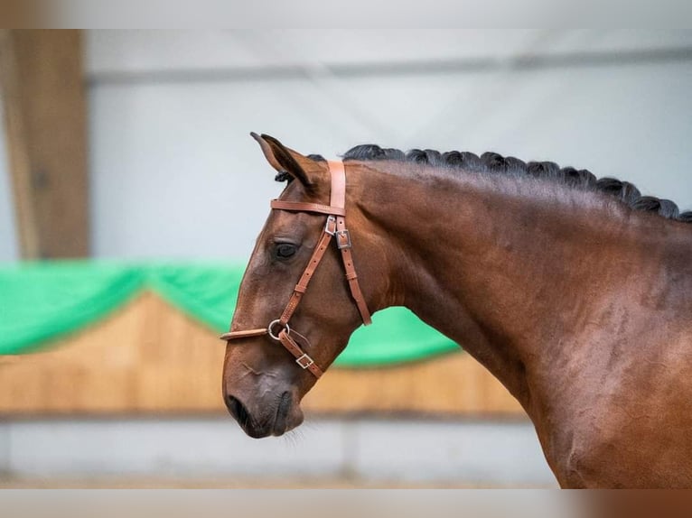 Lusitano Mare 5 years 15,1 hh Brown in Mussel