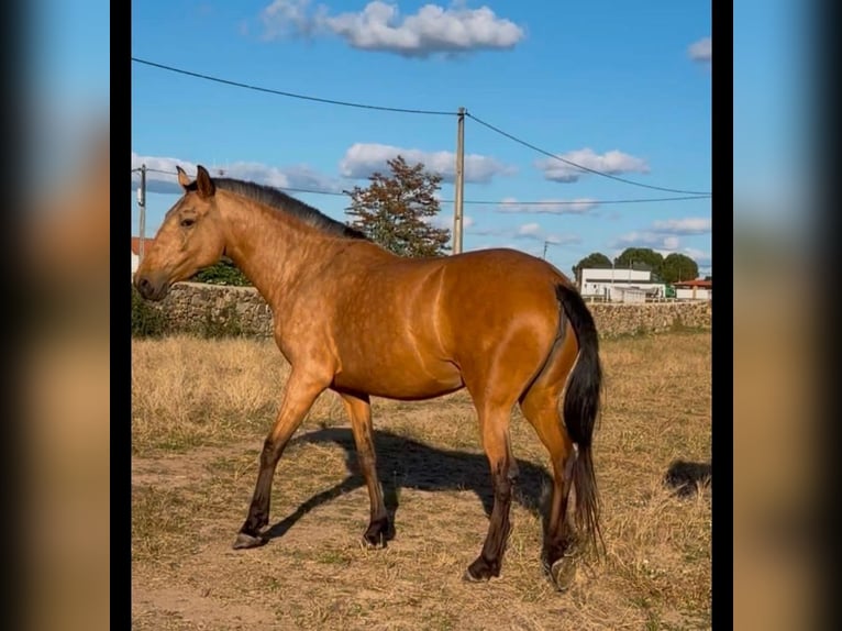 Lusitano Mare 5 years 15.1 hh Buckskin in Idanha-A-Nova