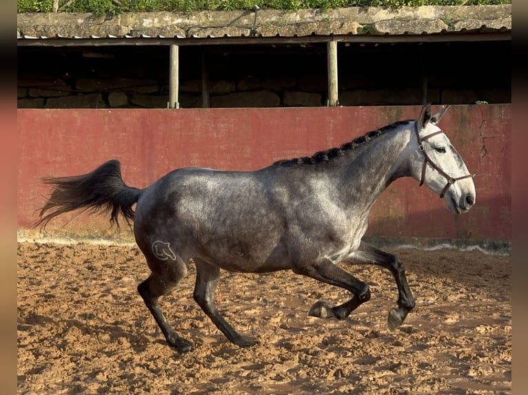 Lusitano Mare 5 years 15,1 hh Gray in Ericeira