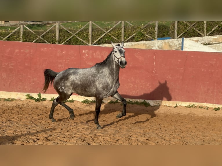 Lusitano Mare 5 years 15,1 hh Gray in Ericeira