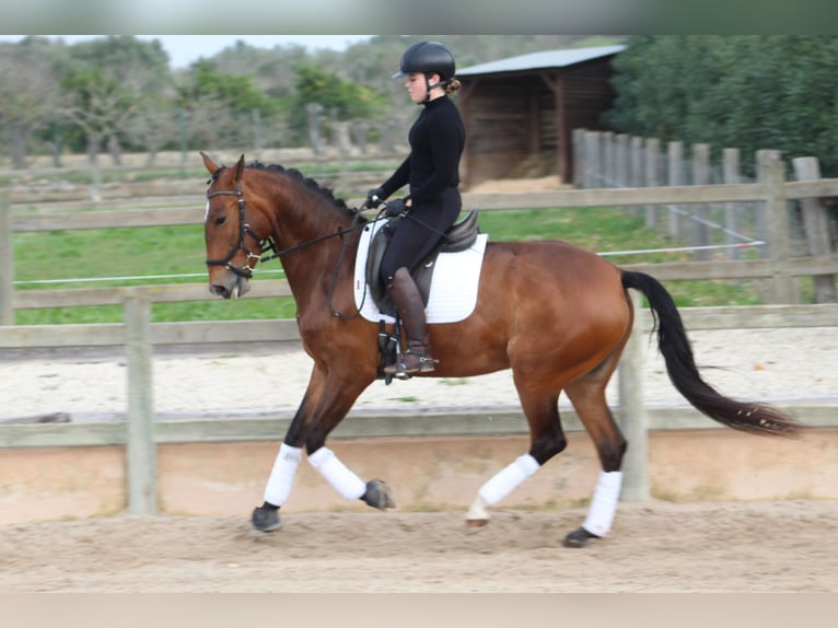 Lusitano Mare 5 years 15,2 hh Brown in Xabia/