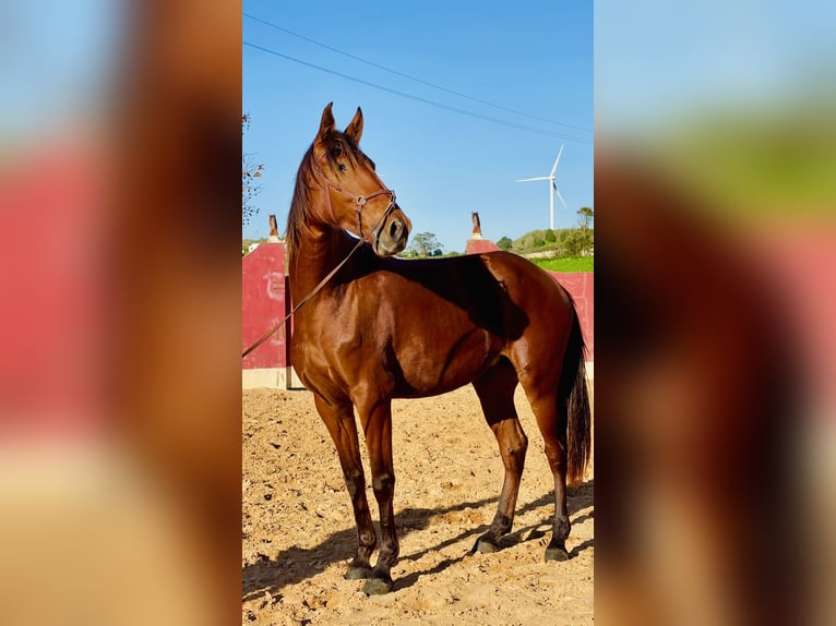 Lusitano Mare 5 years 15,2 hh Brown in Ericeira