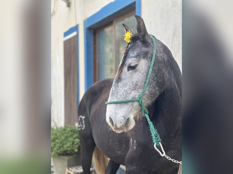 Lusitano Mare 5 years 15,2 hh Brown in Ericeira