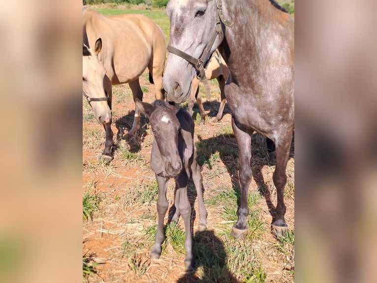 Lusitano Mare 5 years 15,2 hh Can be white in pera