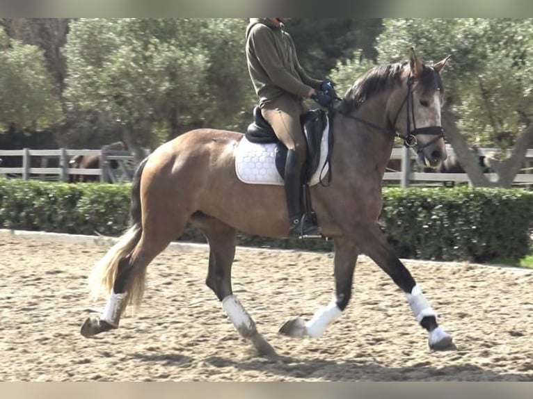 Lusitano Mare 5 years 15,2 hh Gray in Barcelona