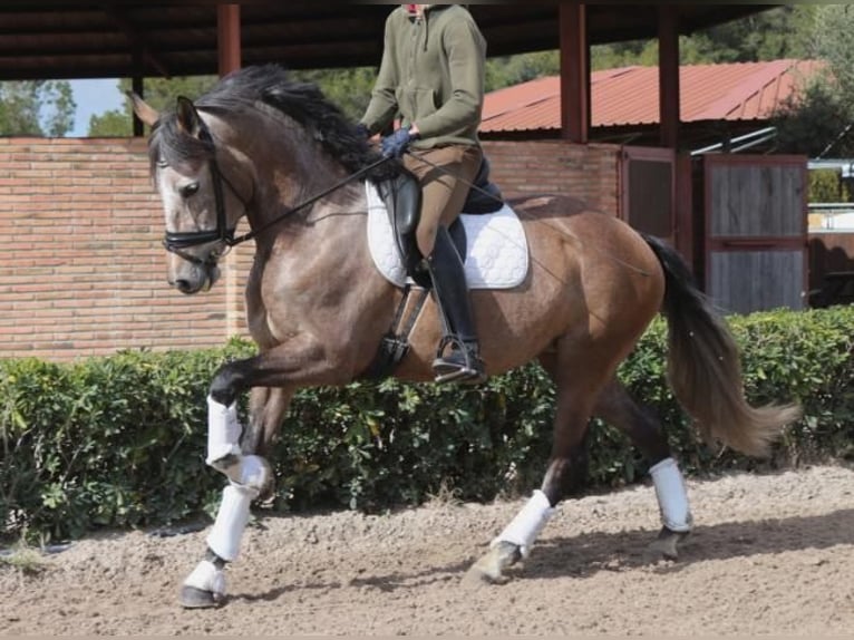 Lusitano Mare 5 years 15,2 hh Gray in Barcelona