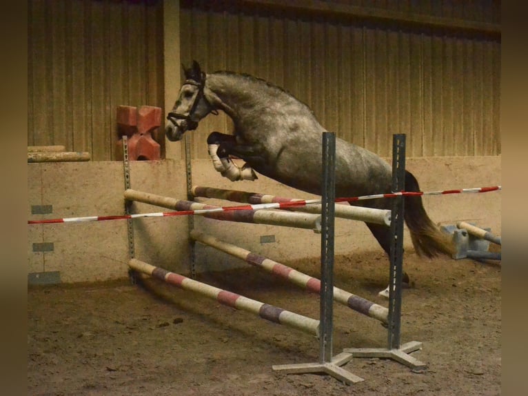 Lusitano Mare 5 years 15.2 hh Grey-Blue-Tan in Würzburg