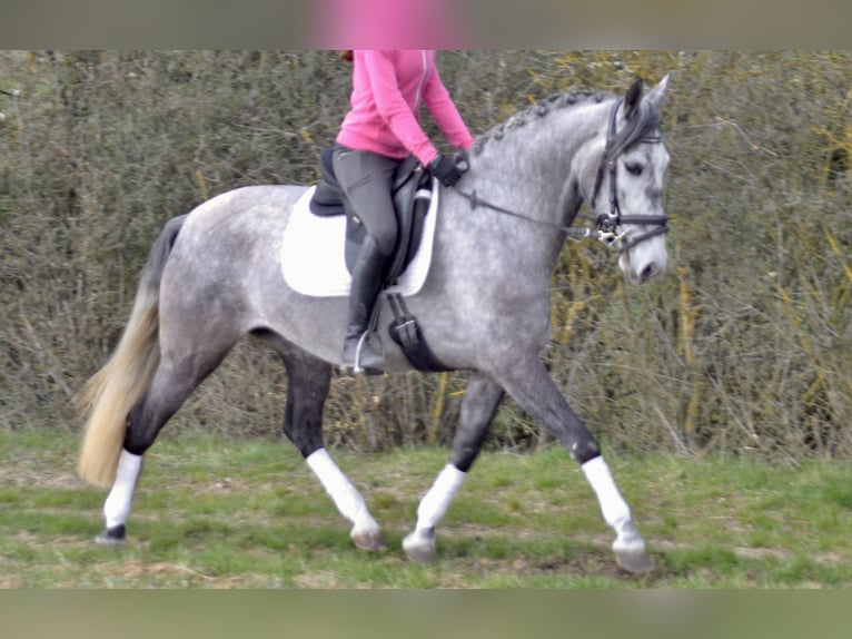 Lusitano Mare 5 years 15.2 hh Grey-Dark-Tan in Würzburg