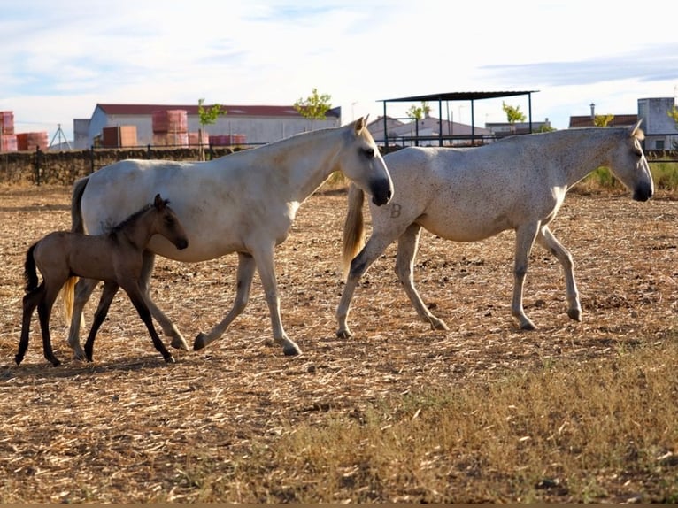 Lusitano Mare 5 years 15.2 hh Grey in Navas Del Madroño