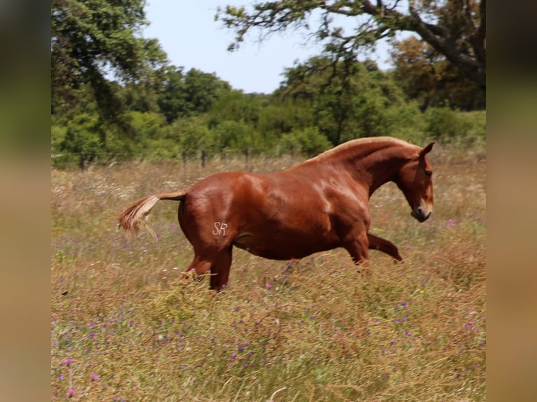Lusitano Mare 5 years 15,3 hh Chestnut-Red in Ribamar
