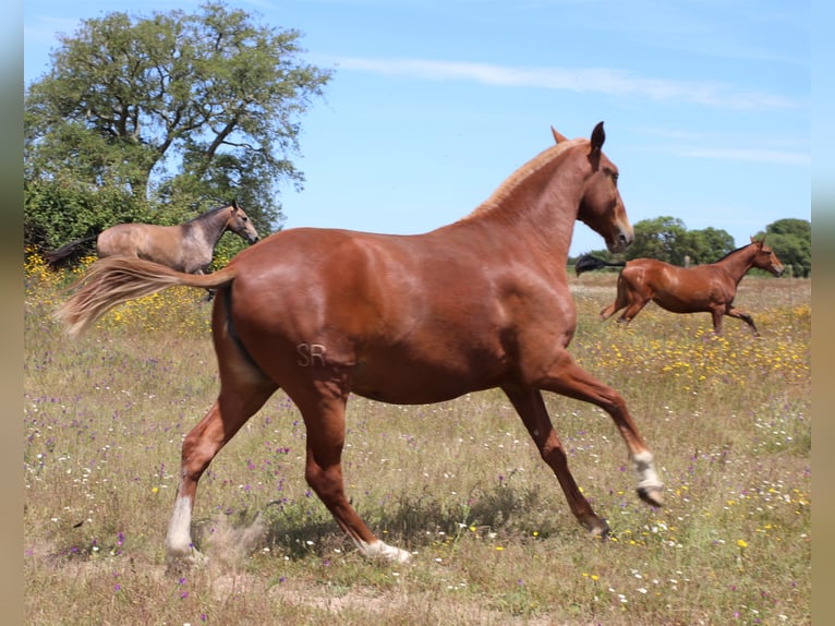 Lusitano Mare 5 years 15,3 hh Chestnut-Red in Ribamar