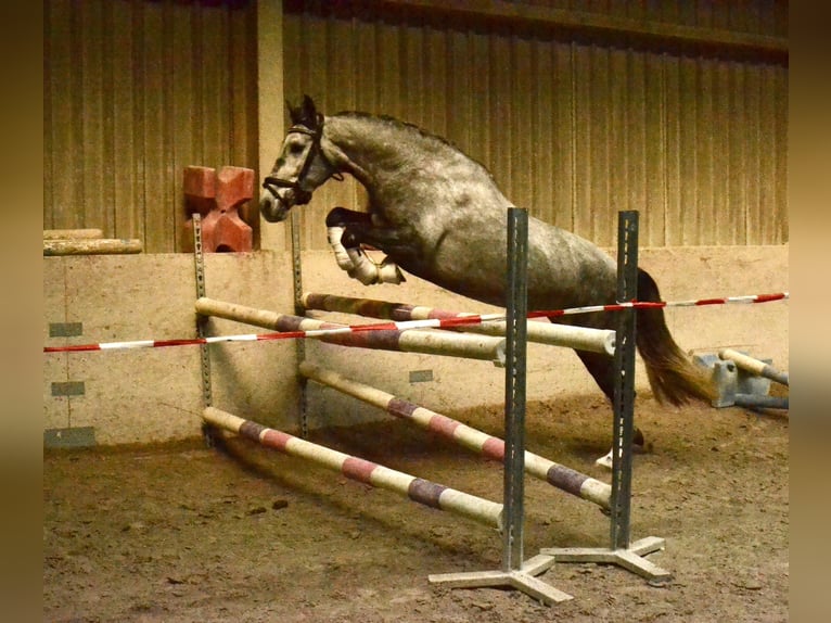 Lusitano Mare 5 years 15.3 hh Grey-Dark-Tan in Würzburg