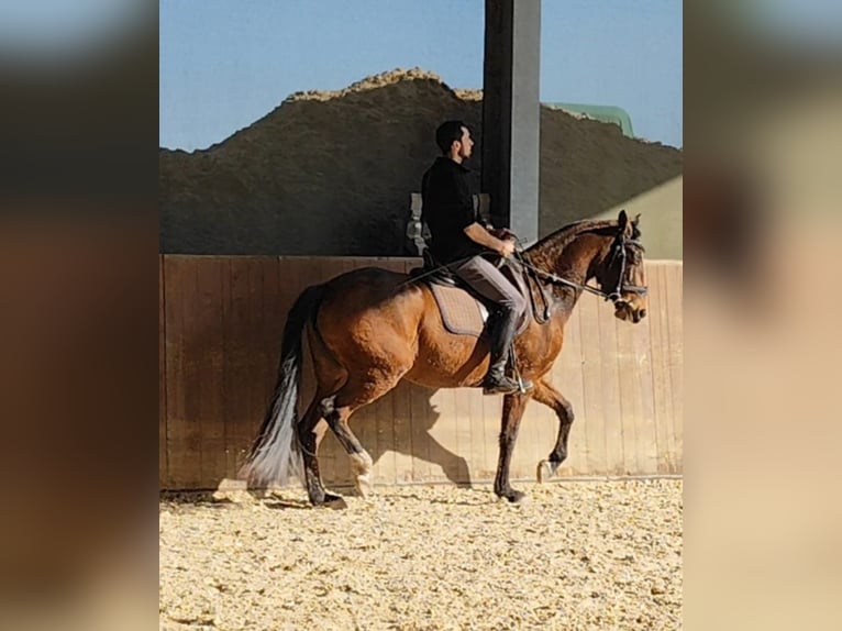 Lusitano Mare 5 years 15,1 hh Brown in Groß-Umstadt