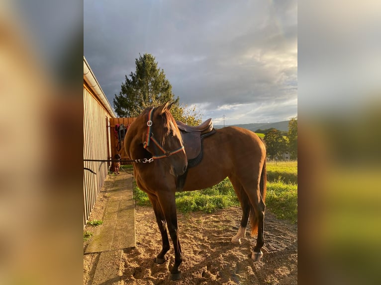 Lusitano Mare 5 years 15,1 hh Brown in Groß-Umstadt