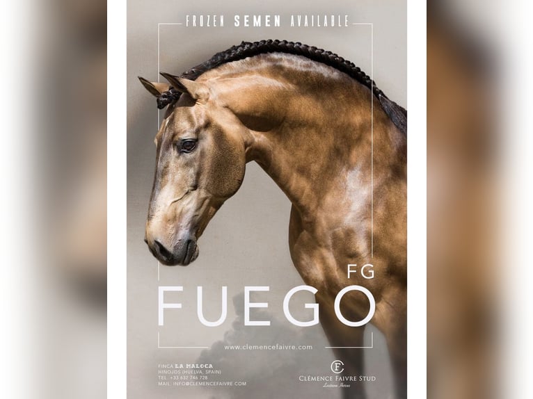 Lusitano Mare 5 years 15,2 hh Black in Nancy