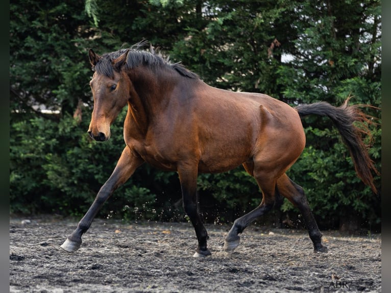 Lusitano Mare 5 years 15,2 hh Brown in Nogueira da Regedoura