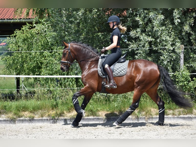 Lusitano Mare 5 years 15,2 hh Brown in Reichling