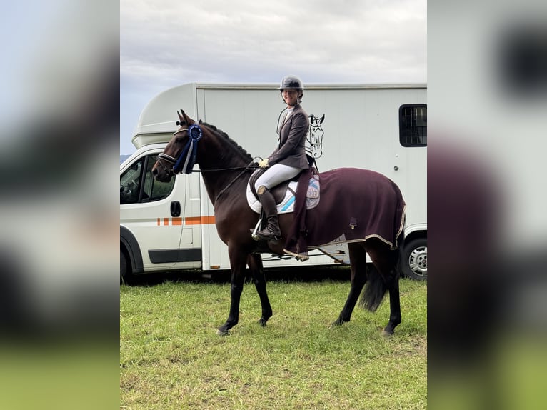 Lusitano Mare 5 years 15,2 hh Brown in Reichling