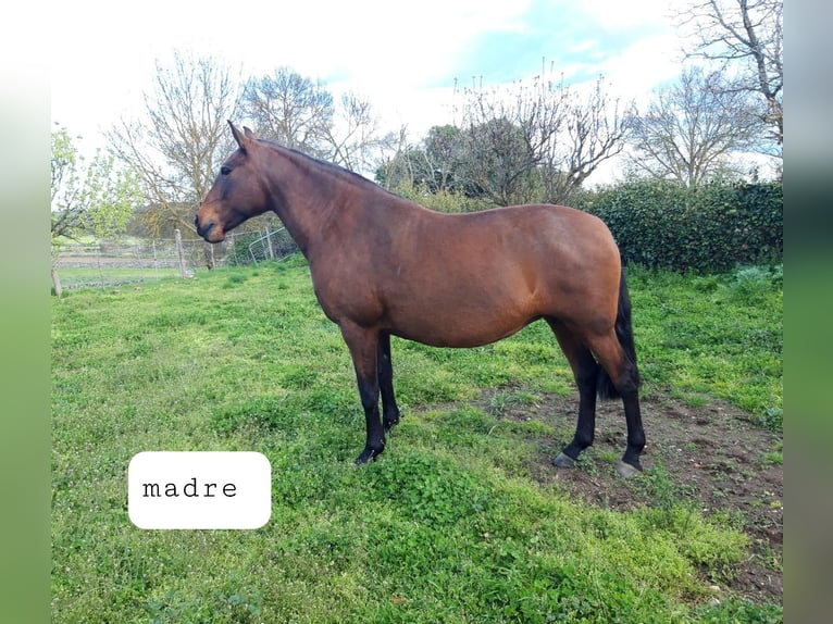 Lusitano Mare 5 years 15,2 hh Dun in Las Uces