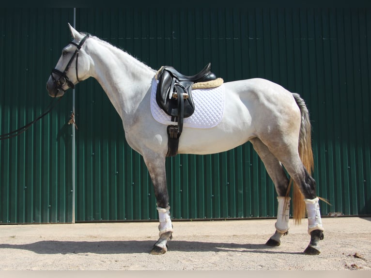 Lusitano Mare 5 years 15,2 hh Gray-Red-Tan in Silves
