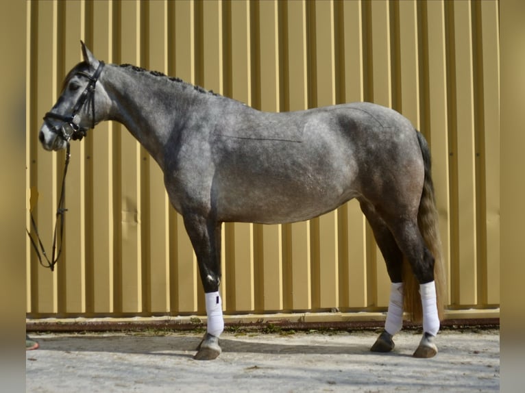 Lusitano Mare 5 years 15,2 hh Grey-Blue-Tan in Würzburg