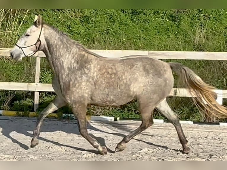 Lusitano Mare 5 years 15,2 hh Grey in Encarnação