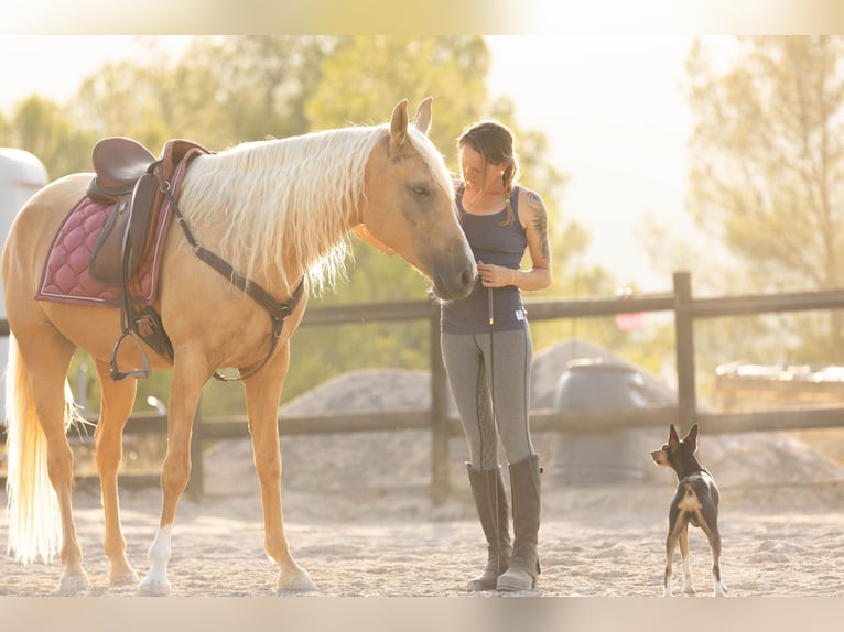 Lusitano Mix Mare 5 years 15,2 hh Palomino in Alcoi/Alcoy