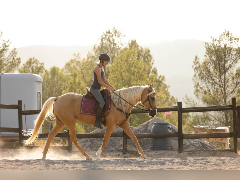 Lusitano Mix Mare 5 years 15,2 hh Palomino in Alcoi/Alcoy