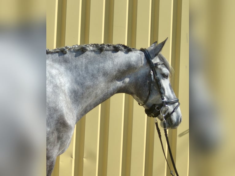 Lusitano Mare 5 years 15,3 hh Grey-Dark-Tan in Würzburg