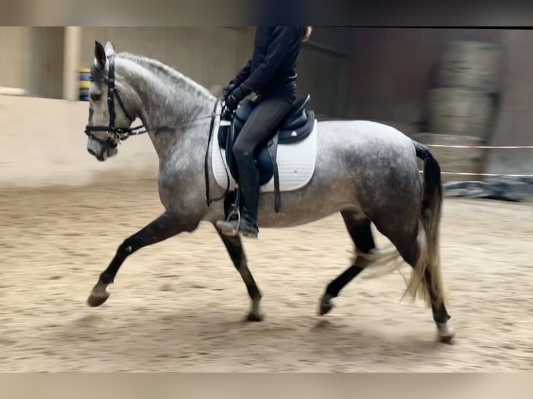 Lusitano Mare 5 years 15,3 hh Grey-Dark-Tan in Würzburg