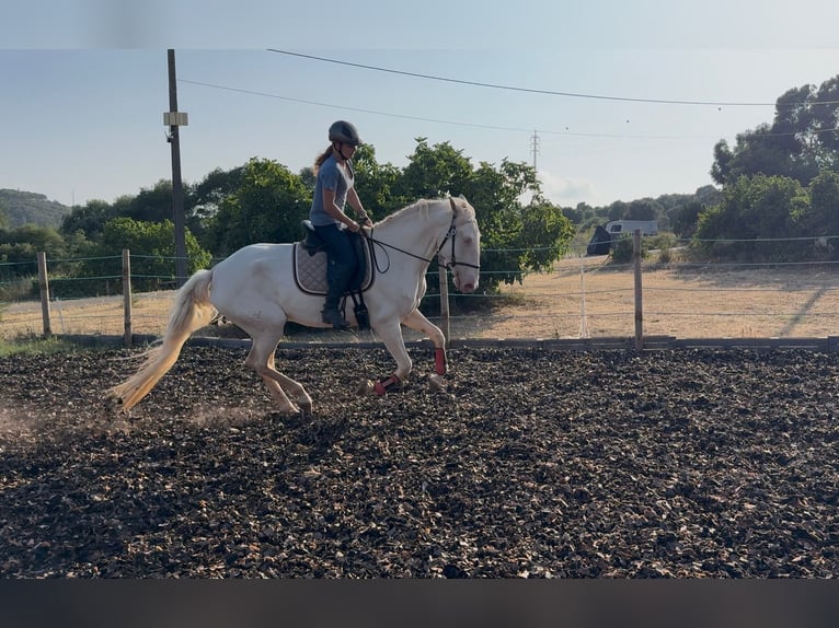 Lusitano Mare 5 years 16,1 hh Cremello in RIO MAIOR
