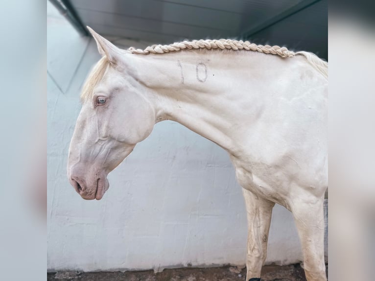 Lusitano Mare 5 years 16,1 hh Cremello in RIO MAIOR