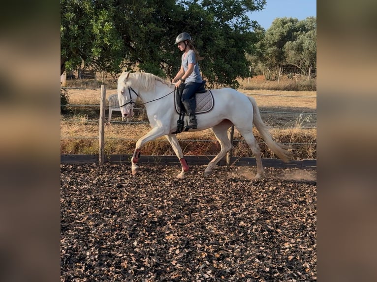 Lusitano Mare 5 years 16,1 hh Cremello in RIO MAIOR