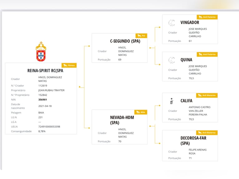 Lusitano Mare 5 years 16.1 hh Dun in Casavells