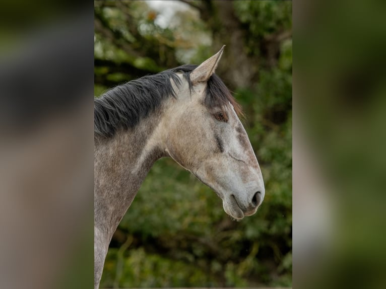 Lusitano Mare 5 years 16 hh Grey in Saint-Malon-sur-Mel