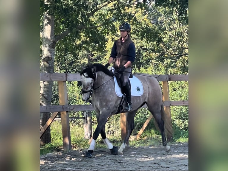Lusitano Mare 5 years 16 hh Grey in Saint-Malon-sur-Mel